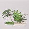 50 Green 6" Natural Bamboo SKEWERS Cocktail Picks Leaf Parasol